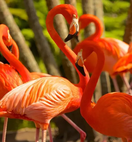 hotels near flamingo gardens
